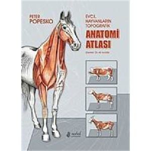 popesko-evcil-hayvanlarin-topografik-anatomi-atlasi16f76005ec4905011533cd017704eeac.jpg